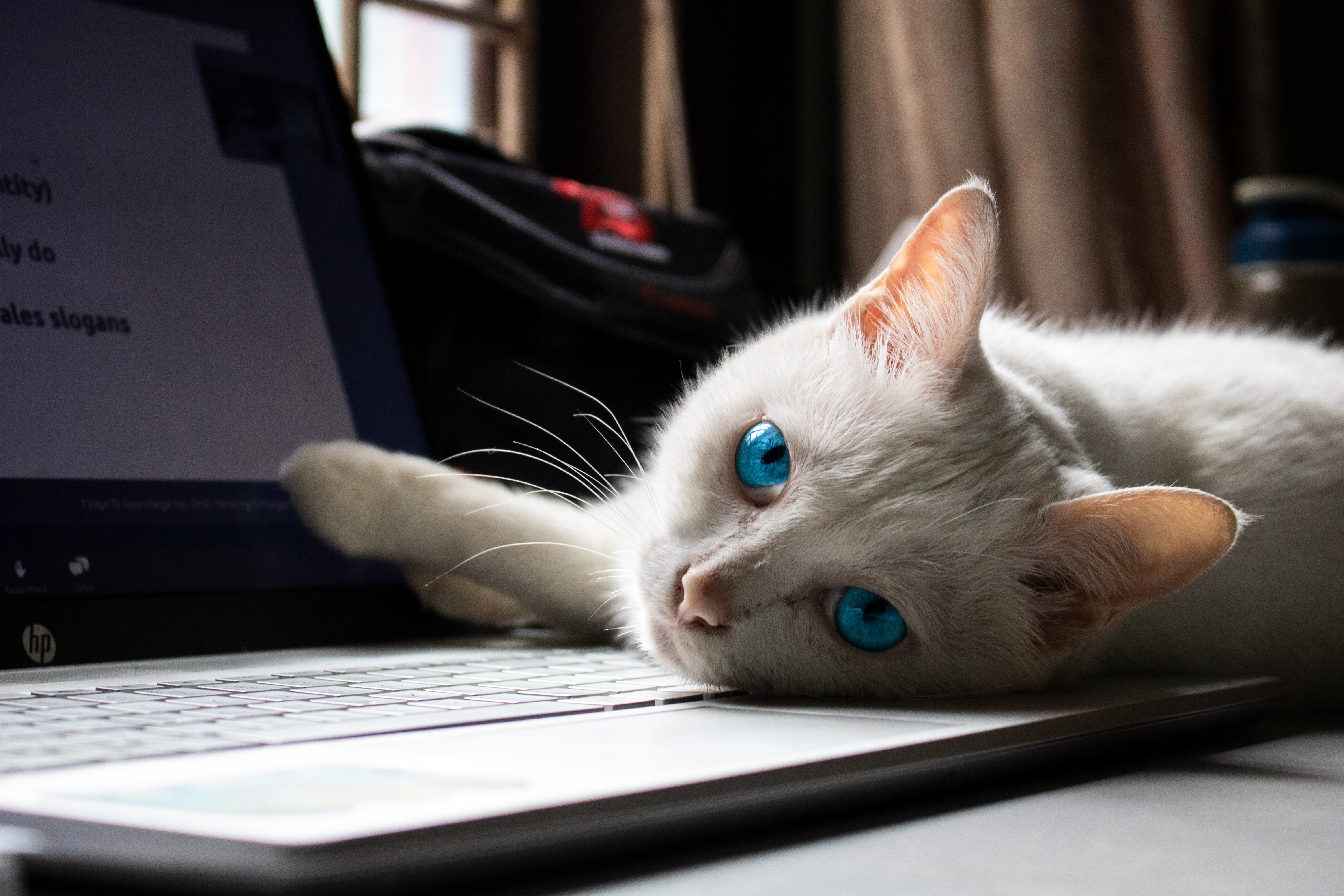 A white cat with blue eyes stares at you from a laptop keyboard.